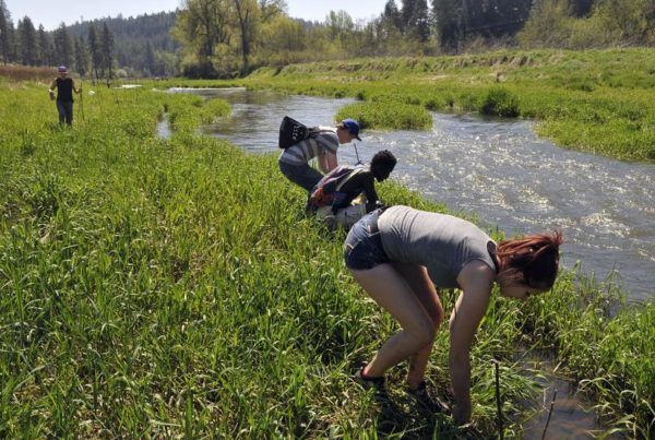 Hangman Creek willow planting