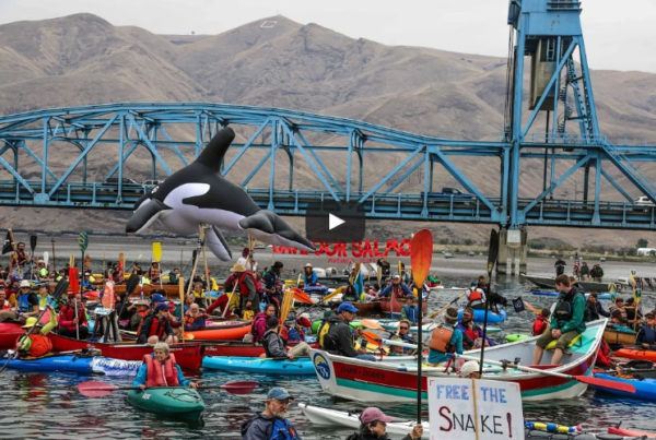 Free the Snake River