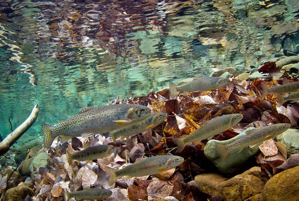 Ole Creek Trout