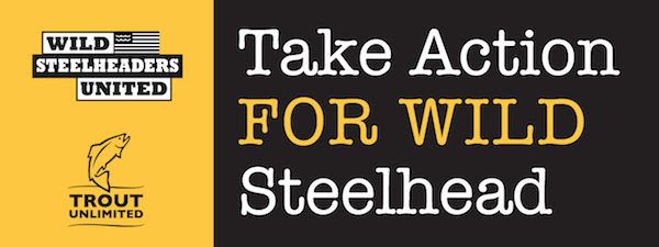 Wild Steelheaders United