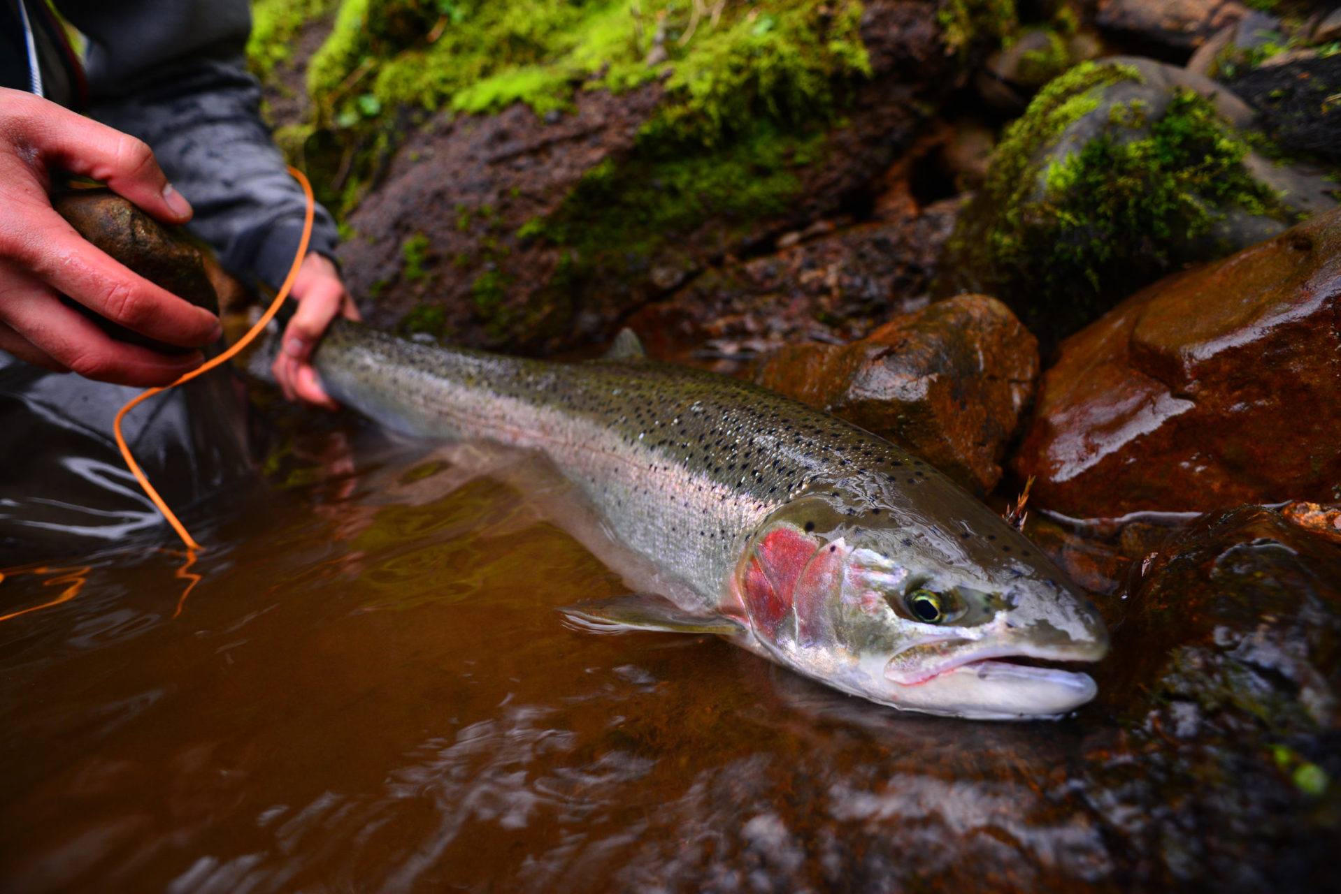Idaho’s wild salmon and steelhead are in peril