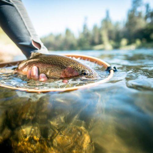 Spokane River redband trout photo by Michael Visintainer