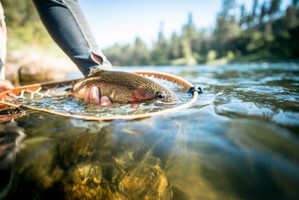 Spokane River redband trout photo by Michael Visintainer