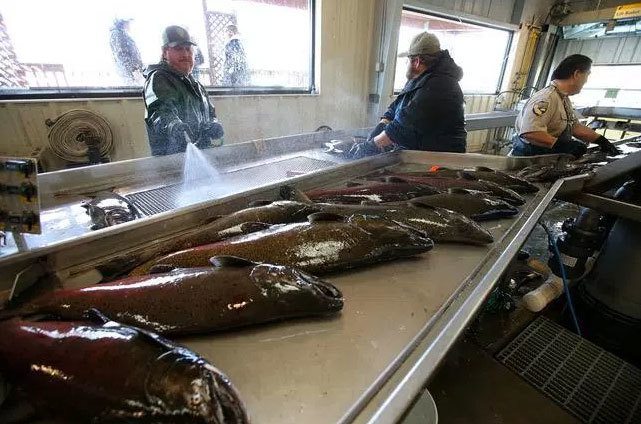 California salmon facing extinction, report warns