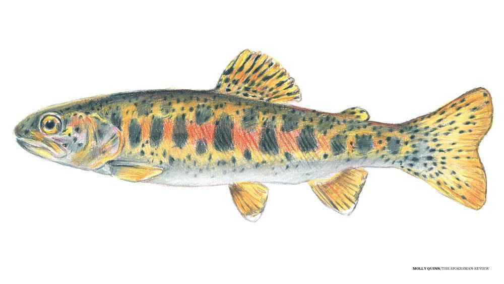 Spokane’s signature fish continues to struggle as new campaign raises awareness