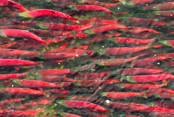 Bristol Bay Salmon