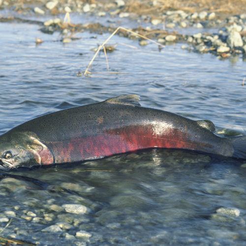 Idaho Chinook salmon