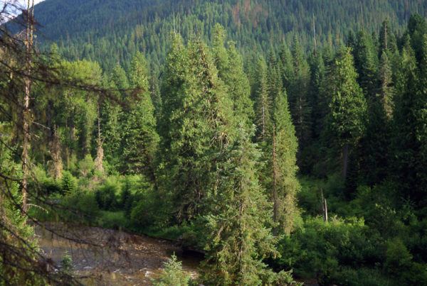 Weitas Creek