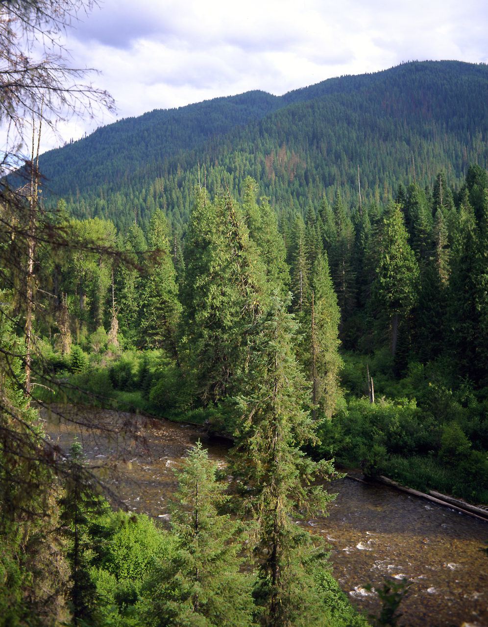 Urgent public comments needed by 28 Feb – Protect the Nez Perce-Clearwater National Forests