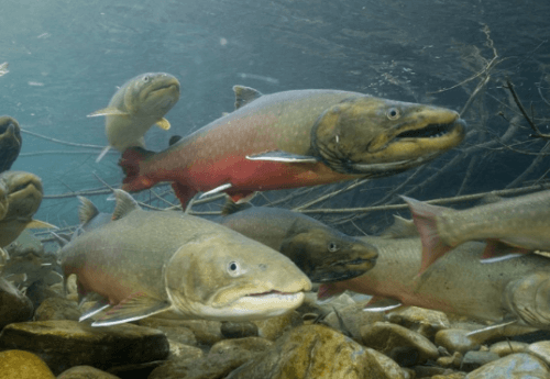 Many native trout species, like these bull trout, are rare or endangered. Photo courtesy of USGS.