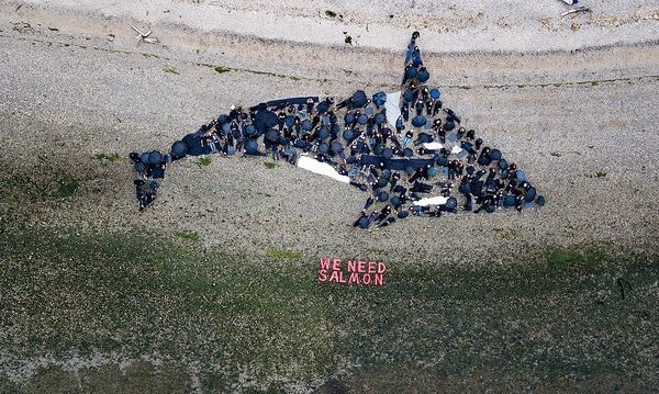 Human Orca