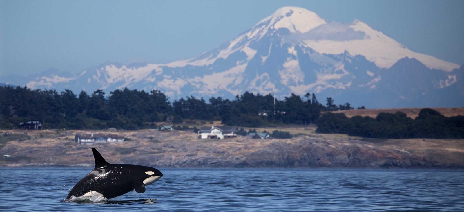 Why are Puget Sound Orcas Dying?