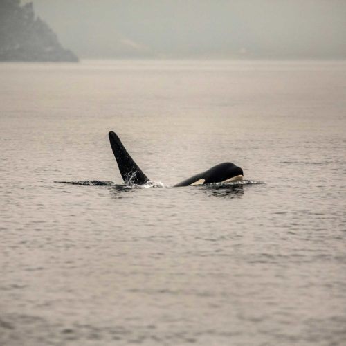 Northern resident orca breach