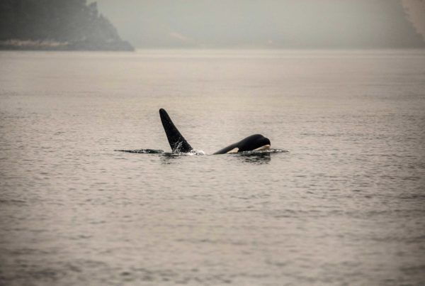 Northern resident orca breach