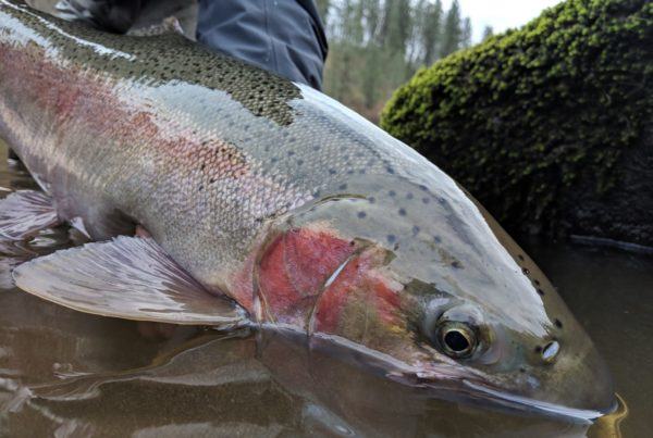 Clearwater Steelhead - 2018