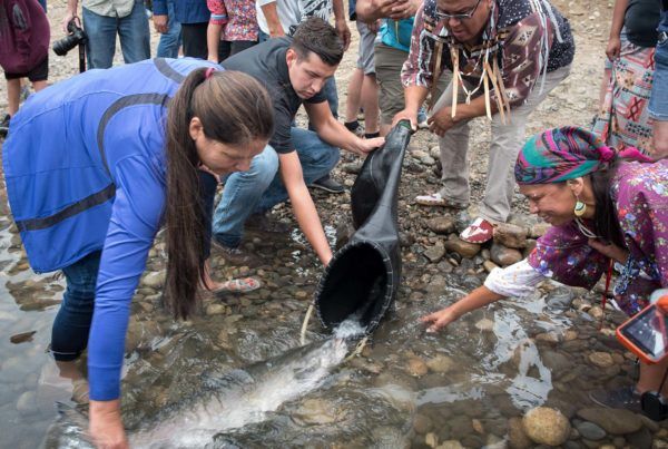 Salmon Upper Columbia release photo by Eli Francovich
