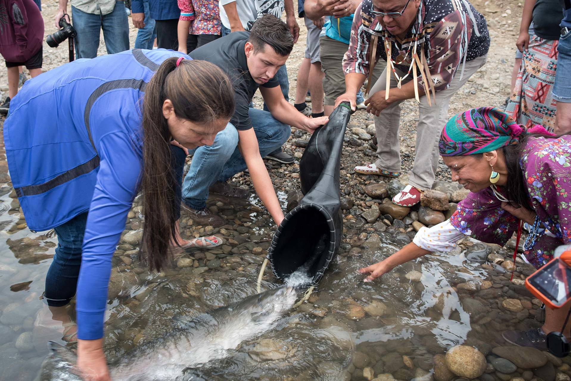 Salmon released into the Upper Columbia River for the first time in 80 years