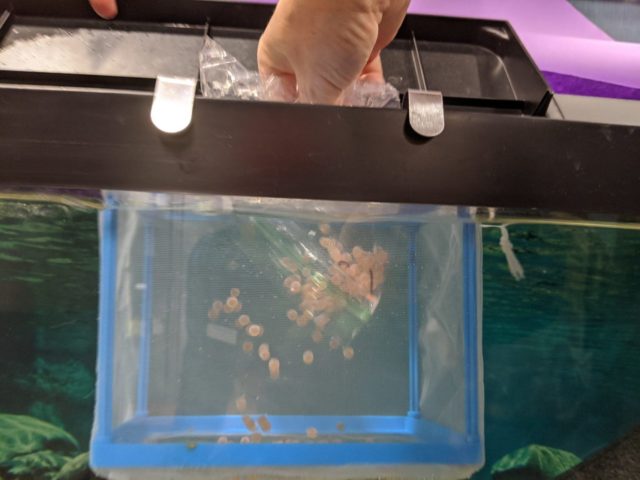 Trout eggs being dropped into the tank for Trout in the Classroom egg delivery day